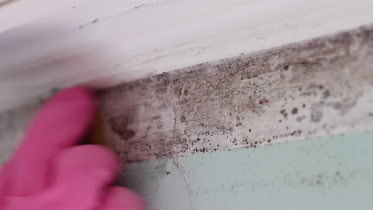 Best Mold Damage Restoration  in Sewell, NJ